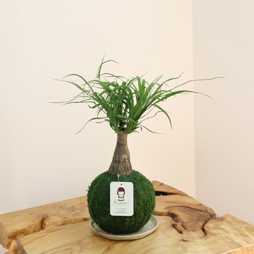 Ponytail Palm Kokedama, Indoor/Outdoor Plant, Handcrafted, Pet-Friendly, Green Preserved Moss Ball with Special Soil Mix, Indoor Plant for improving air Quality, lowering Stress, and Boosting Focus.