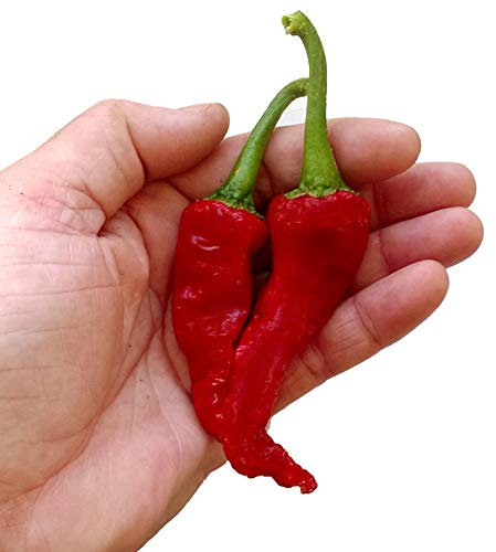 Shop Meeko Seltene und Hart Kashmiri Mirch Chili Samen x 10 zu finden