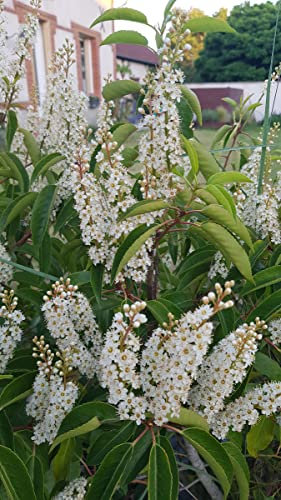 Prunus lusitanica 'Angustifolia' / Laurier du Portugal pyramidale/Conteneur de 3 à 4 litres