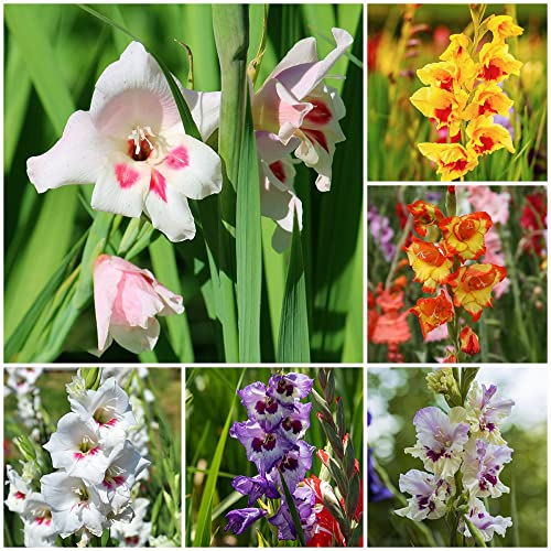Gladiolen Zwiebeln Blumen Balkon Gartenblumen Gladiolenzwiebeln MehrjäHrig Winterhart Blumenzwiebeln Balkonpflanzen Bodendecker Gartendeko FüR DraußEn Gartenblumen 10 Winterharte Gladiolen Mehrfarbig
