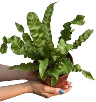 Asplenium Lengua de Ciervo Natural Helecho Puro para tu Hogar