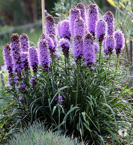 PREMIER SEEDS DIRECT - Premier Seeds Direct LIATRIS SPICATA - Perennial - 350 Seeds