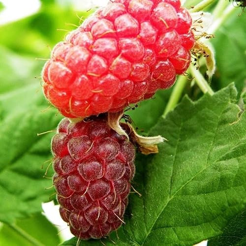 Plant Theory Loganberry Thornfree Fruit Bush Ribes Fruiting Berry Shrub Plant Bare Root