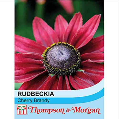 Thompson & Morgan - Flowers - Rudbeckia Cherry Brandy - 50 Seed