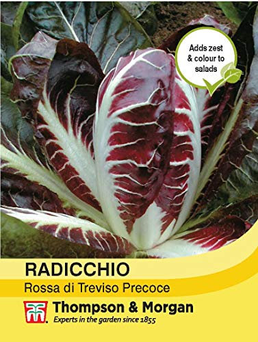Thompson & Morgan - Vegetables - Radicchio Rossa Di Treviso Precoce - 300 Seed
