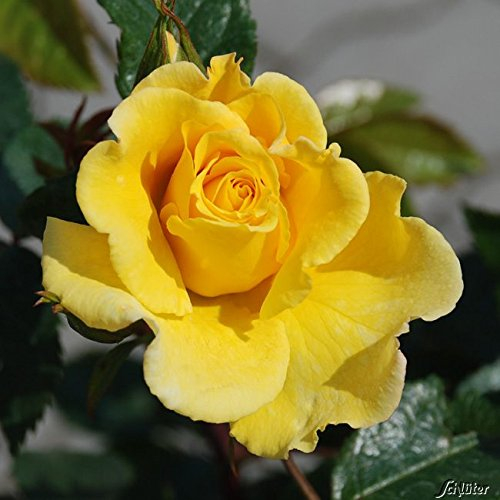 Kletterrosen in vielen Sorten und Farben (Im 5 Liter Container, Dukat)