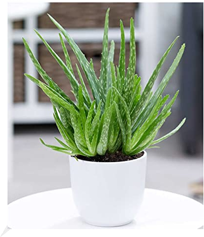 BALDUR Garten Echte Aloe Vera, 1 Pflanze, hoch im 12 cm-Topf, Aloe barbadensis Miller, Gel vielseitig verwendbar, Luftreinigende Zimmerpflanze, Wüstenlilie, Sukkulente, mehrjährig - frostfrei halten