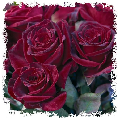 Black Baccara Rose, Deep Burgundy Black Flowers Hybrid Tea, 1.5 Gallon Potted Live Plant, Stargazer Perennials