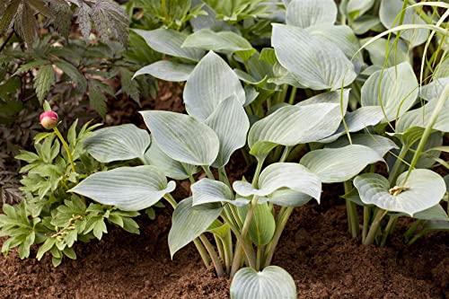 Hosta x tardiana ‘Halcyon’ 11x11 cm Topf – Winterhart, Mehrjährig, Pflegeleicht – Blaublatt-Funkie – Staude für Schattenbeet & Kübel