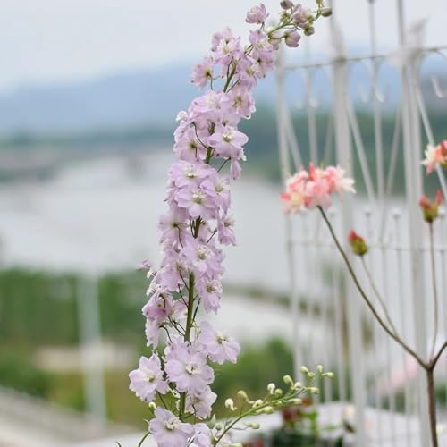 semillas de delphinium, delphinium de perennes de cortadas, sombra macizo de con orgánicas 50pcs
