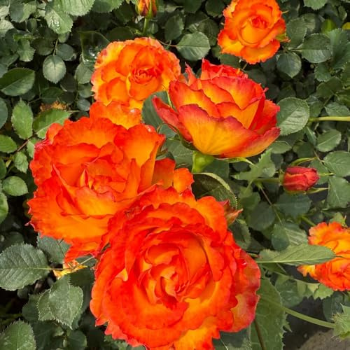 rosal ornamentales lugares soleados. rosas trepadoras de interior raras de primavera, resistentes en macetas Decoraciones otoñales un jardín 500semillas