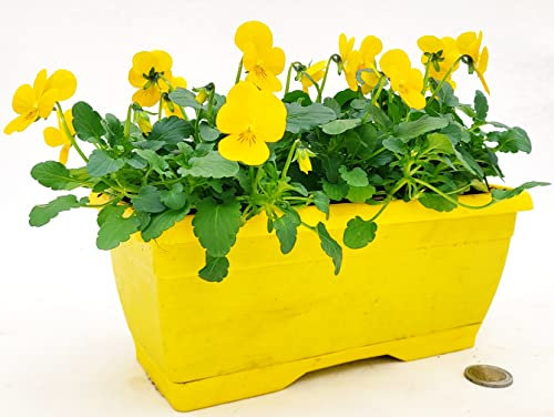 POWERS TO FLOWERS - VIOLE DEL PENSIERO, VIOLA A FIORE PICCOLO GIALLO IN BALCONETTA 22X10CM, pianta vera