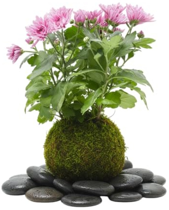 Kokedama Artesanal de Margarita Crisantemo | Planta Viva Interior DECOALIVE