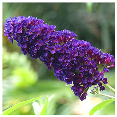 3 Buddleia davidii 'Black Knight' in 9cm pots Buddleja Butterfly Bushes 3fatpigs®