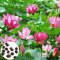 LovePlz 20 Semillas de Flores fáciles de germinar, Semillas de Loto Fresco tolerantes a la sequía, Semillas de Plantas acuáticas al Aire Libre Rosa