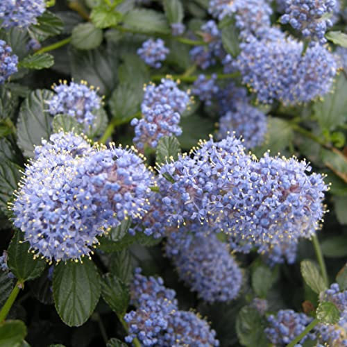 Säckelblume impressus 'Repens' - Ceanothus thyrsiflorus 'Repens' -