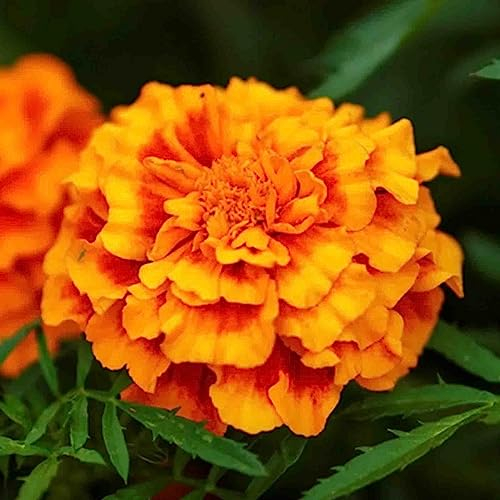 Welldales 50 Double French Marigold Seeds Dwarf Tagetes Brocade Mix Bi Coloured Flowers UK