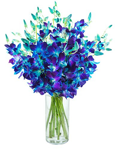 KaBloom - Exotic Blue Sapphire Orchid Bouquet of 20 Fresh Blue Dendrobium Orchids with Vase - Fresh Flowers for Birthday, Valentine's & Mother's Day