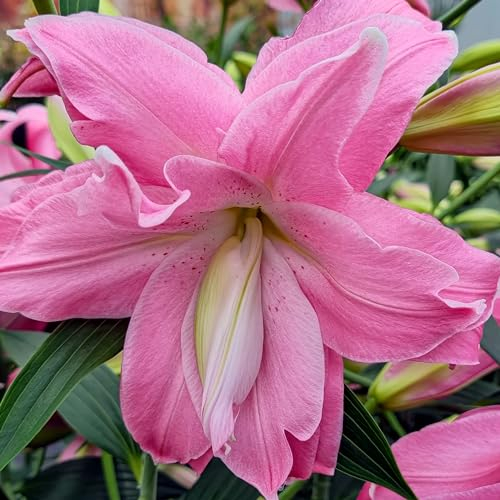 Lotus Lys Rose pastel Doublés (10 bulbes parfumés), Vivace et rustique Bulbes de Lys, Mélange de Hollande pour jardin et balcon (gros, pas de graines)