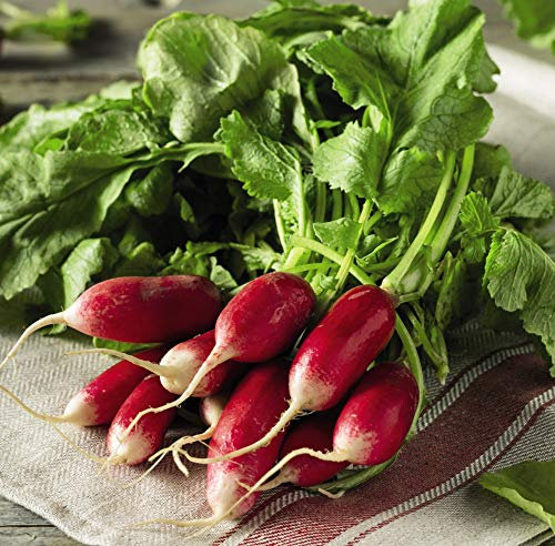 Thompson & Morgan - Radish French Breakfast 2 (Organic) - 500 Seeds