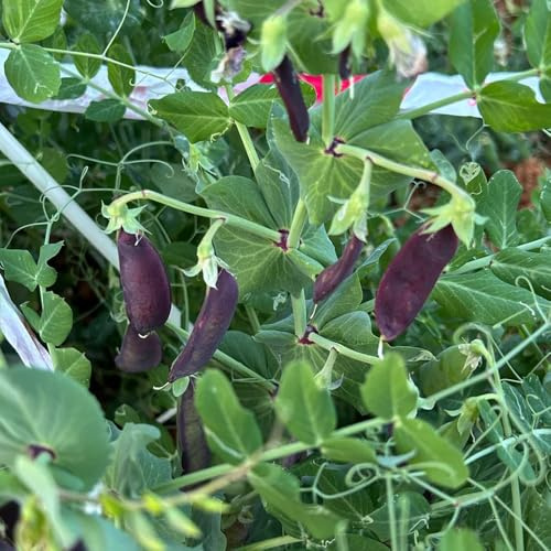 semi di pisello - biologici, varietà antiche, balcone giardino resistenti 100pcs