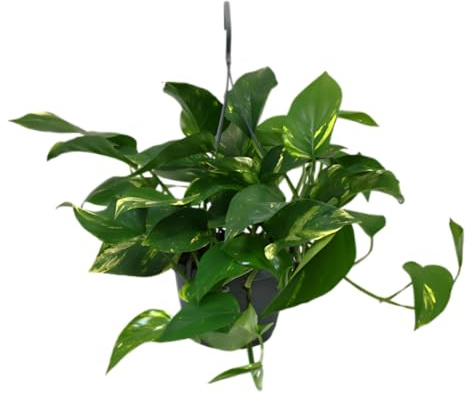 Efeutute | Epipremnum aureum | ca. 30-35 cm | ø 12-15 cm Topf | Pflegeleichte Zimmerpflanzen für Wohnung und Büro | Qualität vom Pflanzen Profi | Ideale Raumbegrünung
