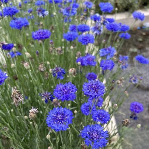 Fiordaliso di giardino decorazione di semi resistenti semi 80pcs