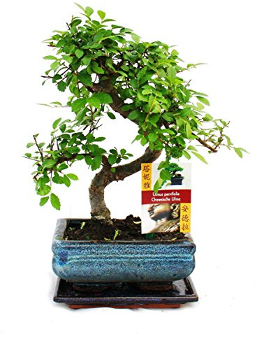 S förmiger Ulmen Bonsai 15cm - 1 baum