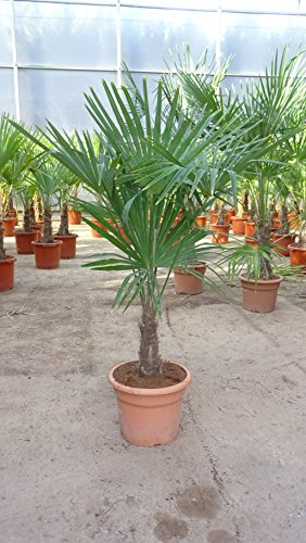 [Palmenlager] - Trachycarpus fortunei 150/170 cm/Stamm 30/40 cm / -17°C/Chin. Hanfpalme