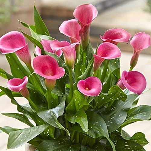 schone Zantedeschia – Pastel Pretty Blooms – Summer Flowering Bulb – Perennial – for Your Beautiful Garden (1 x Zantedeschia Pink)