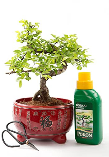Bonsai Tree - Chinese Elm in Red Ceramic Pot + Feed & Scissor