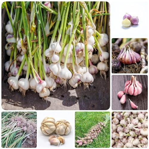 6 pcs pflanzknoblauch bio zwiebeln gemüse pflanzen nachhaltige geschenke für frauen knoblauch garlic, küchenkräuter bonsai topf balkonpflanzen kräutergarten küche plant wintergemüse