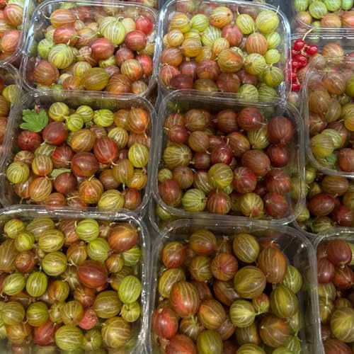 grosella espinosa - grosella espinosa - sostenibles, de balcón, columnares Comprar orgánicos de interior lugares 500semillas