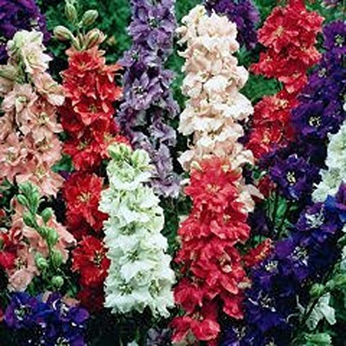 Semi Delphinium gigante imperiale Mix, organici 500+ Semi, bella multi Blooms colorati.