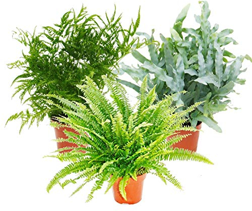 Mélange de fougères, lot de 3, 17cm