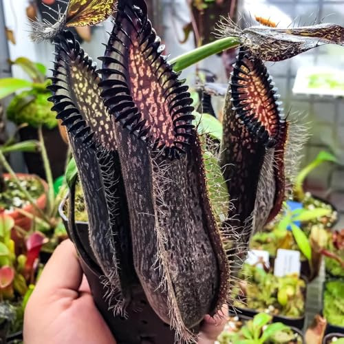 semi di nepenthes - appartamento tappezzanti resistenti giardino roccioso 50pcs