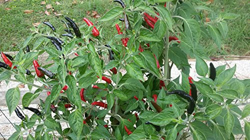 GRAINES DE PIMENT-GOAT'S WEED