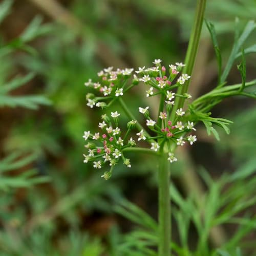 perifollo Cultivo de hortalizas de invierno Semillas, resistentes en contenedores. exóticas balcones elevados interior raras invierno, 100semillas
