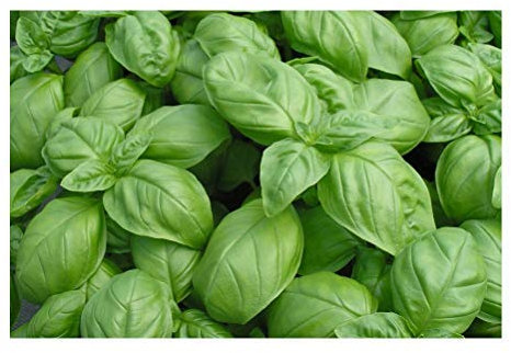 PREMIER SEEDS DIRECT - HERB - Basil - GENOVESE - 5 Grams