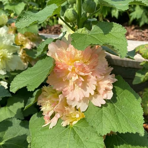 semillas de malva real - malvas reales de ornamentales malva loca interior raras jardín balcón semillas balcón cortadas 550semillas