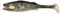 LMAB KØFI (KÖFI) Perch Shad 23 cm - 88g - Hechtköder Bigbait Farbe Zander Skin