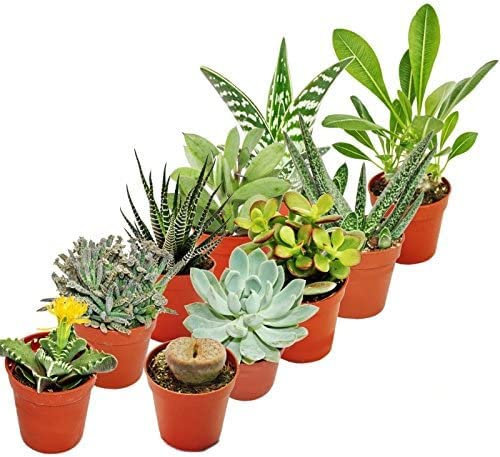Surtido de Diez Suculentas de Tamaño Pequeño y Fácil Cuidado