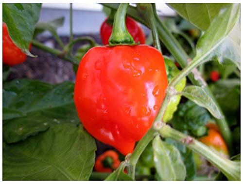 PREMIER SEEDS DIRECT -HOT CHILLI PEPPER HABANERO RED CARRIBEAN 30 SEEDS VERY HOT