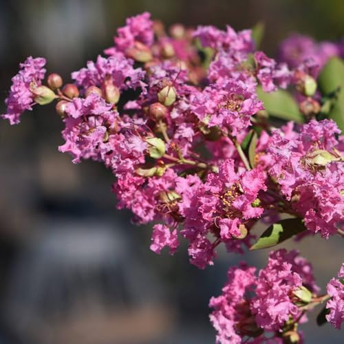 Vivai le Georgiche - Pianta vera di Lagerstroemia indica Nana Petite Pink Lillà delle Indie, Mirto crespo - vaso Ø 18 cm