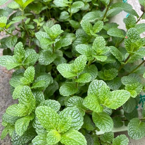 Semi di menta verde - aromatiche Semi di Mentha spicata - del giardino semi di esotiche Le da giardino 500pcs