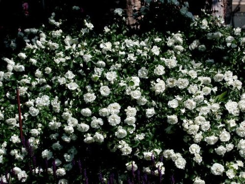 Bodendeckerrosen, im Topf/Container in A-Qualität