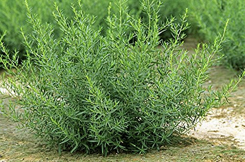 Lot de 25 Graines - Estragon - Plante Aromatique