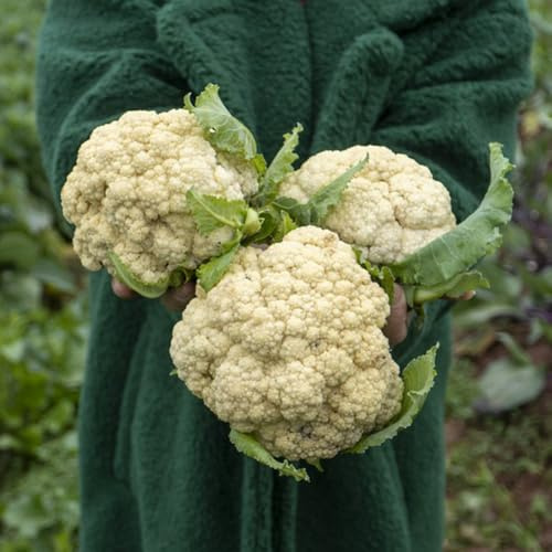 coliflor orgánica trepadoras exóticas semillas de coliflor semillas de decoraciones jardín exteriores verdes orgánicas exóticas interior, hortalizas, balcón 60semillas