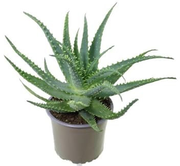 Aloe arborescens Aloe padre Romano Zago pianta officinale in vaso ø14 cm pianta grassa sempreverde MADE IN ITALY Vivaio di Castelletto