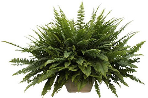 Planta de interior - Nephrolepis - Helecho de Boston -Planta para la casa en macetero colgante